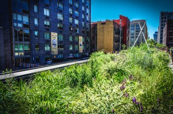 High Line Recent